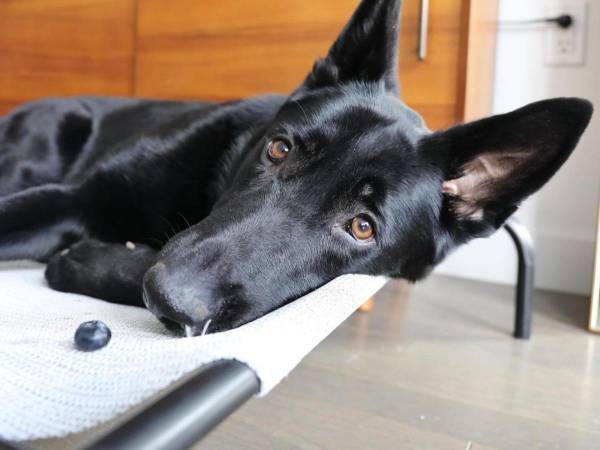 ブルーベリーをもらった犬　食べるのかと思ったら？　「優しい」「涙が出た」