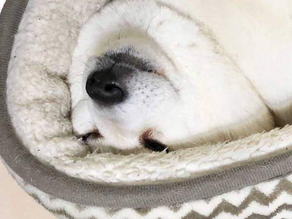 「めっちゃ笑った」「キツそう！」　独特な姿で眠る柴犬に吹き出す！