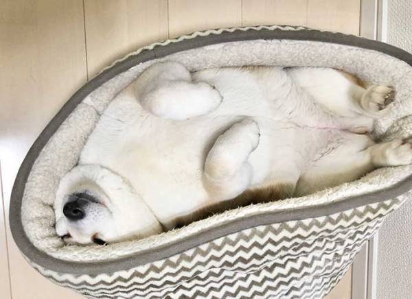 「めっちゃ笑った」「キツそう！」　独特な姿で眠る柴犬に吹き出す！