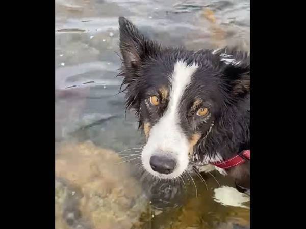 海岸で遊んでいた犬　突然、困ってしまった理由に　「すごい体験」「最高」