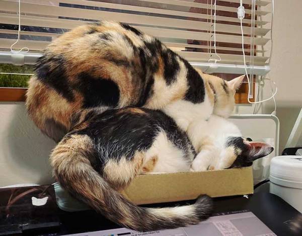 「それでいいのか」　思わずツッコミを入れたくなる、２匹の『ダンボール争奪戦』