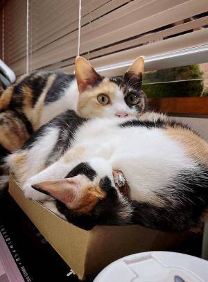 「それでいいのか」　思わずツッコミを入れたくなる、２匹の『ダンボール争奪戦』