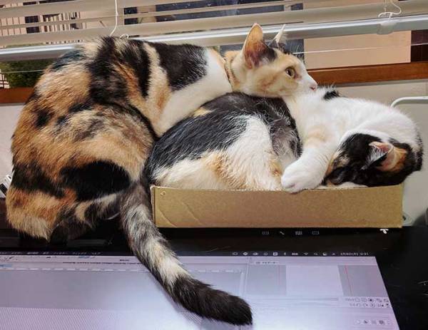 「それでいいのか」　思わずツッコミを入れたくなる、２匹の『ダンボール争奪戦』