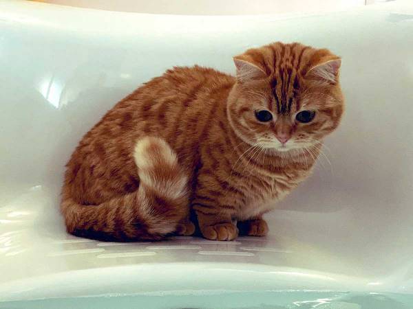 お風呂場へ来た子猫が必ず『すること』とは？　とらえた４枚がこちら