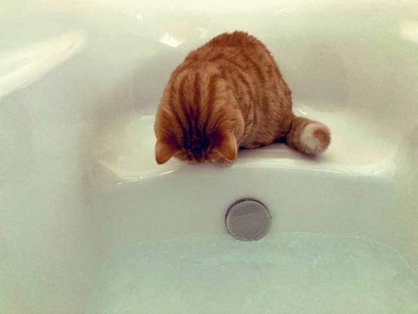 お風呂場へ来た子猫が必ず『すること』とは？　とらえた４枚がこちら