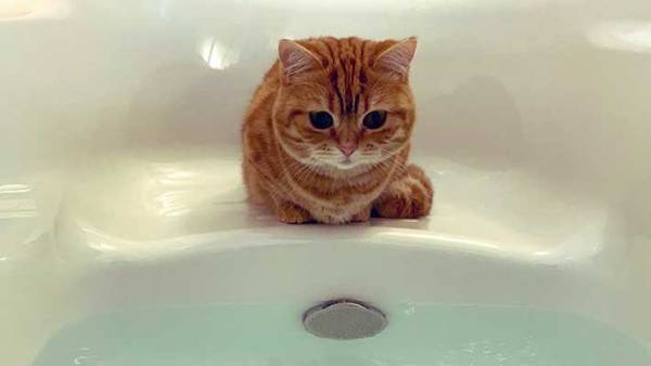 お風呂場へ来た子猫が必ず『すること』とは？　とらえた４枚がこちら