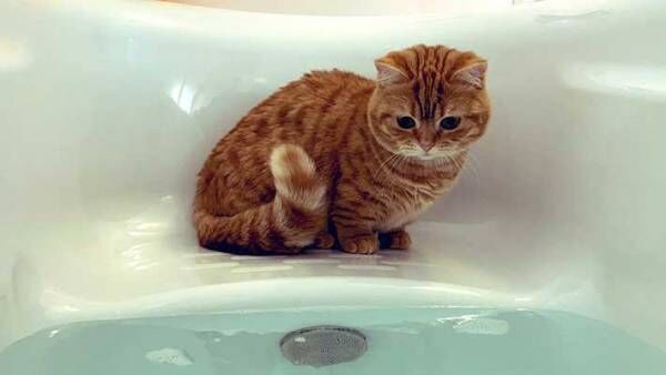 お風呂場へ来た子猫が必ず『すること』とは？　とらえた４枚がこちら