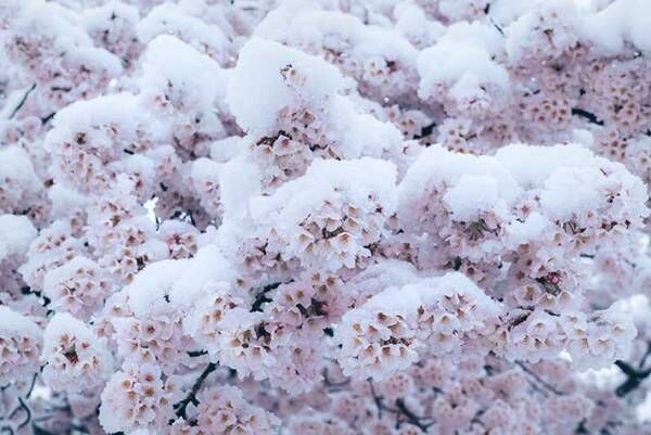 満開の桜と雪　めったに見られない『３枚』がこちら