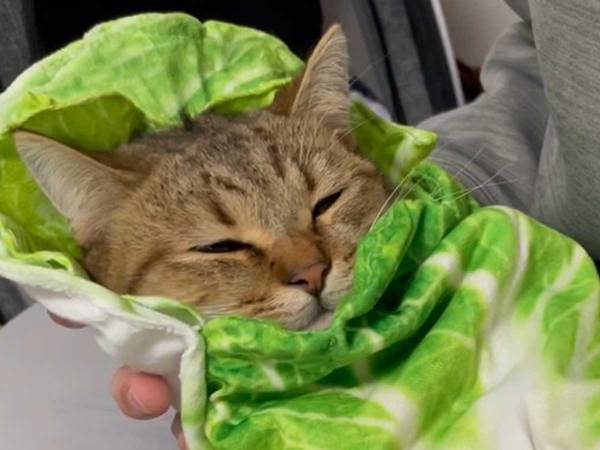 「想像の１億倍かわいかった」　子猫を白菜で包んでみると？