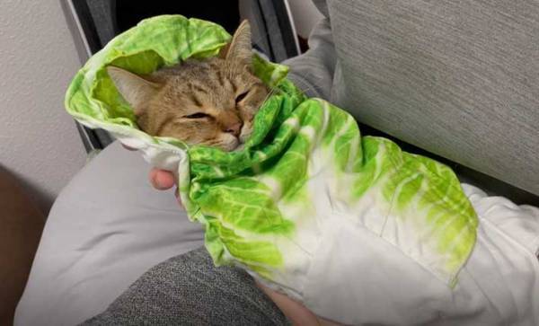「想像の１億倍かわいかった」　子猫を白菜で包んでみると？