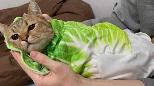 「想像の１億倍かわいかった」　子猫を白菜で包んでみると？