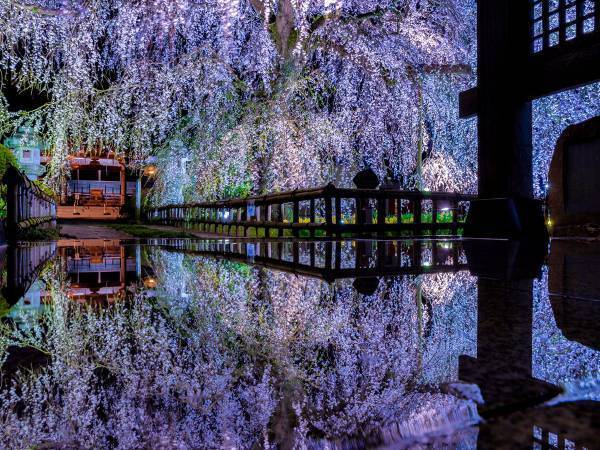 茨城の『本気』を見よ　夜桜が美しい４枚の写真に、時を忘れる