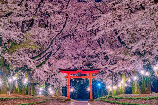 茨城の『本気』を見よ　夜桜が美しい４枚の写真に、時を忘れる