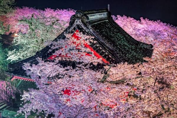 茨城の『本気』を見よ　夜桜が美しい４枚の写真に、時を忘れる