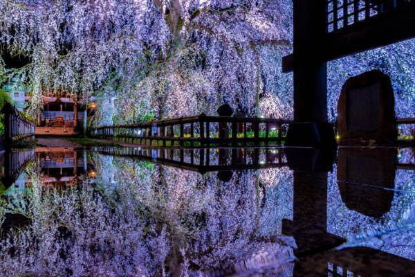 茨城の『本気』を見よ　夜桜が美しい４枚の写真に、時を忘れる