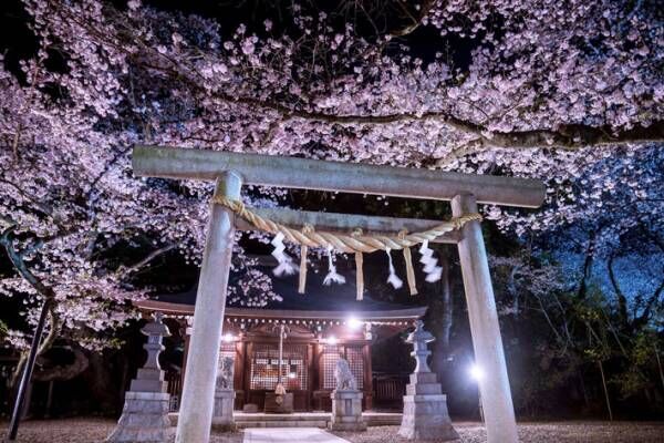茨城の『本気』を見よ　夜桜が美しい４枚の写真に、時を忘れる