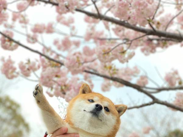 柴犬と桜の写真に、心を射抜かれる人続出　「これは優勝」「ぬいぐるみみたい」
