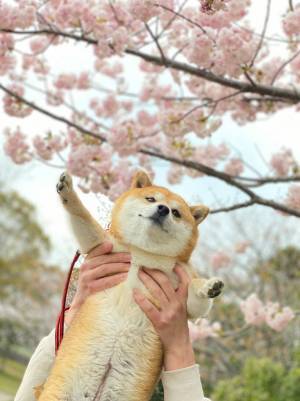 柴犬と桜の写真に、心を射抜かれる人続出　「これは優勝」「ぬいぐるみみたい」
