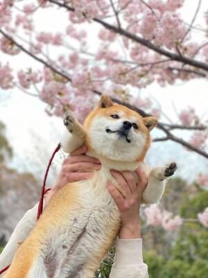 柴犬と桜の写真に、心を射抜かれる人続出　「これは優勝」「ぬいぐるみみたい」