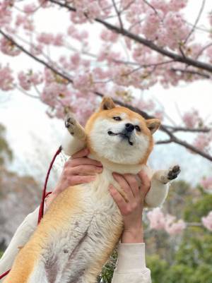 柴犬と桜の写真に、心を射抜かれる人続出　「これは優勝」「ぬいぐるみみたい」