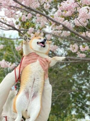 柴犬と桜の写真に、心を射抜かれる人続出　「これは優勝」「ぬいぐるみみたい」