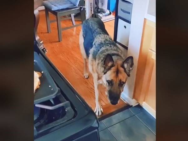 そんな訓練していないのに…　愛犬が覚えてしまったある『行動』に大笑い