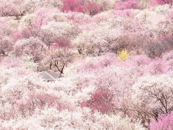 「桃色の宝石箱」「ここは天国か」　この世のものとは思えない絶景に、心奪われる