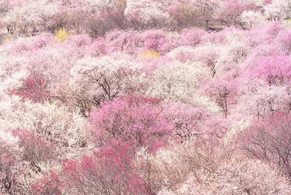 「桃色の宝石箱」「ここは天国か」　この世のものとは思えない絶景に、心奪われる