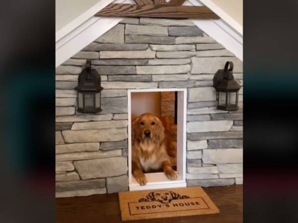 物置を改造して愛犬の『家』を作ったら…　「私の家より素敵」「嫉妬しちゃう」