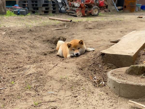 仕事前に足止めを食らった柴犬の行動とは　「かわいすぎる」「癒された」の声