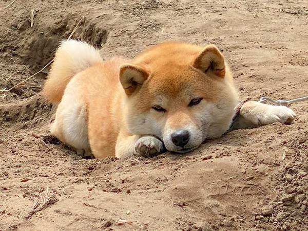 仕事前に足止めを食らった柴犬の行動とは　「かわいすぎる」「癒された」の声