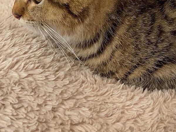 子猫の『座り方』に飼い主困惑　「ツチノコかな？」「かわいすぎ」