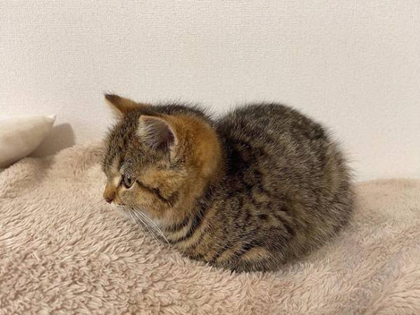 子猫の『座り方』に飼い主困惑　「ツチノコかな？」「かわいすぎ」