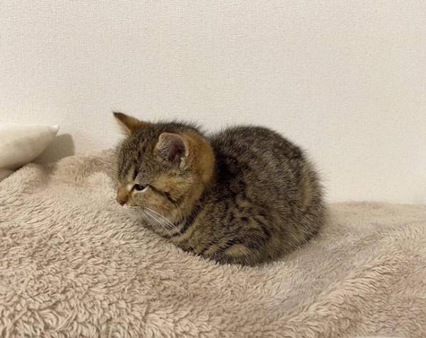 子猫の『座り方』に飼い主困惑　「ツチノコかな？」「かわいすぎ」