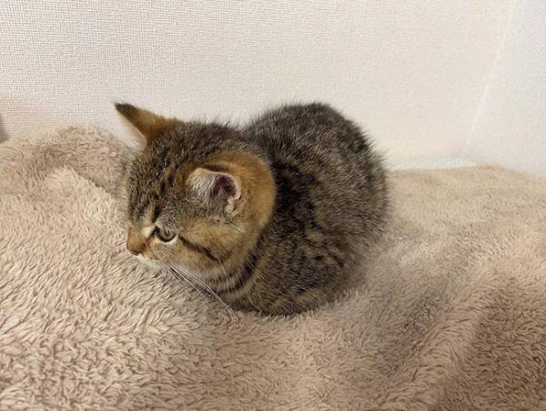 子猫の『座り方』に飼い主困惑　「ツチノコかな？」「かわいすぎ」