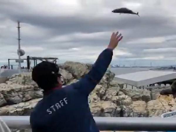 スーパー飼育員現る…！　「すげぇ」「タダ者ではない」