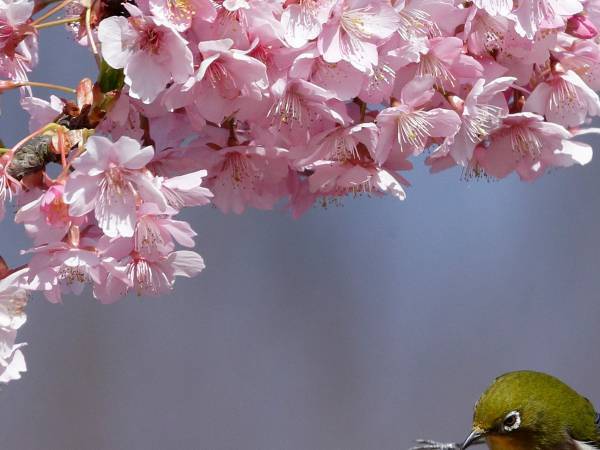 そんなことある！？　メジロを撮っていたら『まさかのミス』をした瞬間を激写！