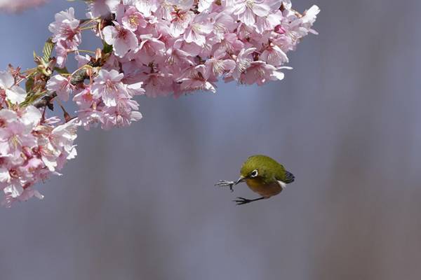 そんなことある！？　メジロを撮っていたら『まさかのミス』をした瞬間を激写！