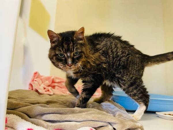 最後に会えてよかったね　２０年間行方不明だった猫が飼い主と奇跡の再会