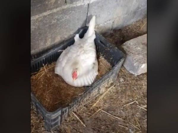 何かを大事に温めているニワトリ　羽の下から出てきたのは？　「大笑いした」