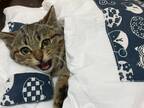 子猫に布団を与えてみた結果？　見せた『寝姿』に「あれ、自分かな？」