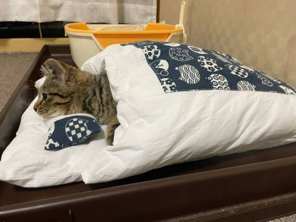 子猫に布団を与えてみた結果？　見せた『寝姿』に「あれ、自分かな？」