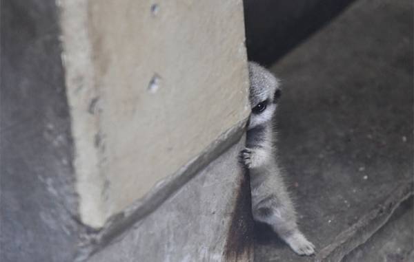 柱からチラリ…　赤ちゃんミーアキャットを写した４枚に、悶絶　「たまらん」「か、可愛すぎる」