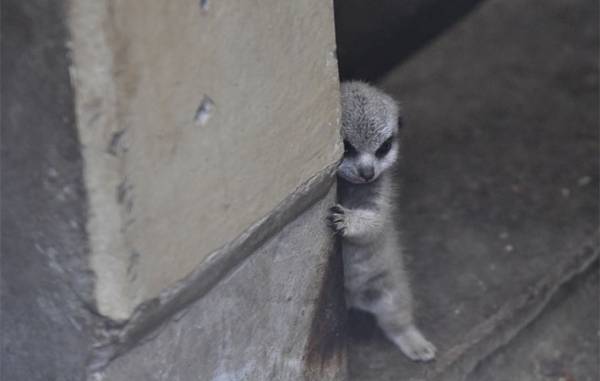 柱からチラリ…　赤ちゃんミーアキャットを写した４枚に、悶絶　「たまらん」「か、可愛すぎる」