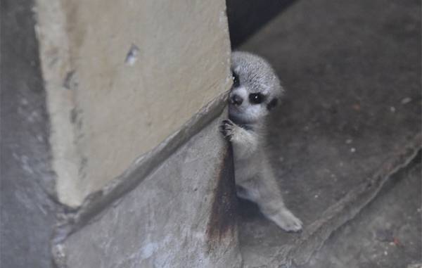 柱からチラリ…　赤ちゃんミーアキャットを写した４枚に、悶絶　「たまらん」「か、可愛すぎる」