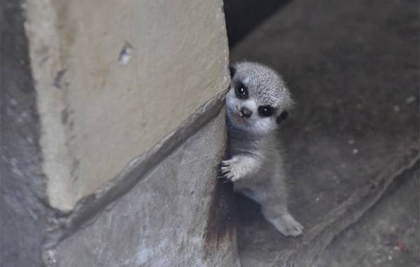 柱からチラリ…　赤ちゃんミーアキャットを写した４枚に、悶絶　「たまらん」「か、可愛すぎる」