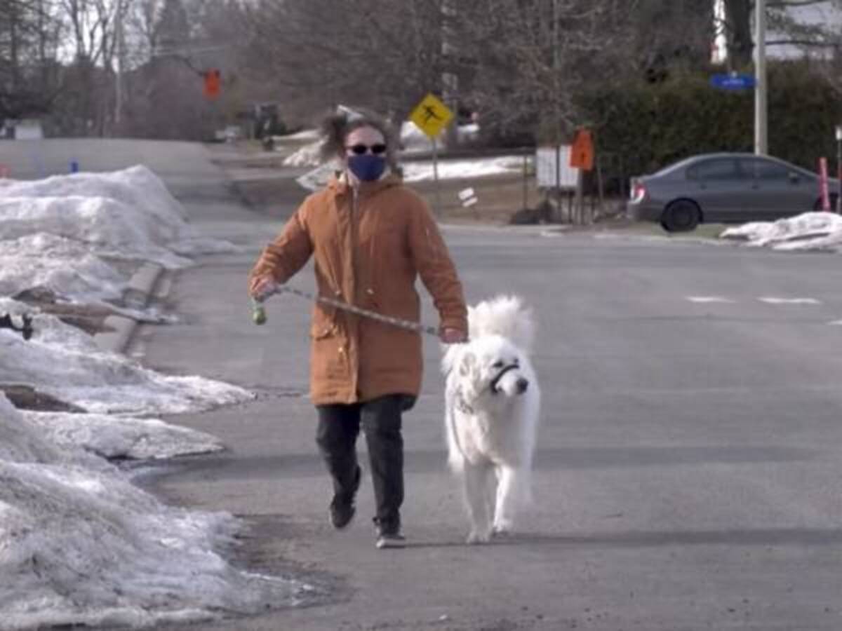 散歩中に突然 飼い主が倒れた それを見た愛犬がとった驚きの行動とは 21年3月29日 ウーマンエキサイト 1 2