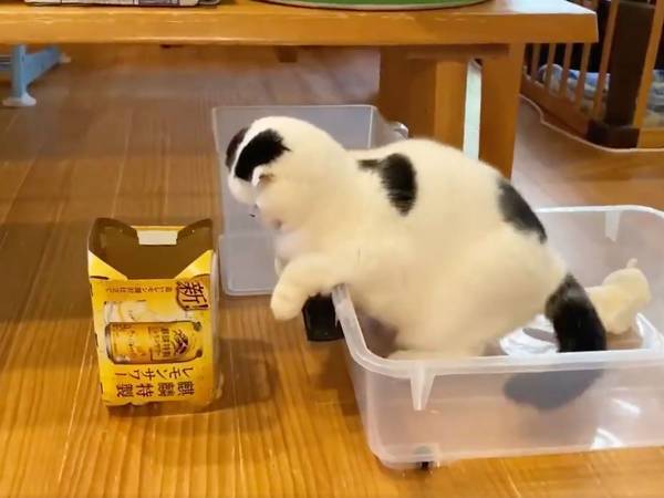 「かわいすぎて何度も見ちゃう」　空き箱に入りたい猫の末路に、吹き出す
