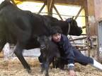 育児放棄しようとする母牛　すると、農家の男性が…動画に「すげえや」と称賛の声！