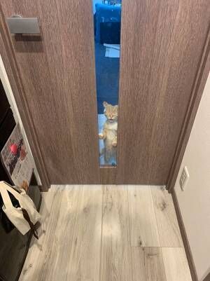子猫「開けてー！」　ドアの前で必死に訴える姿に、胸キュン不可避